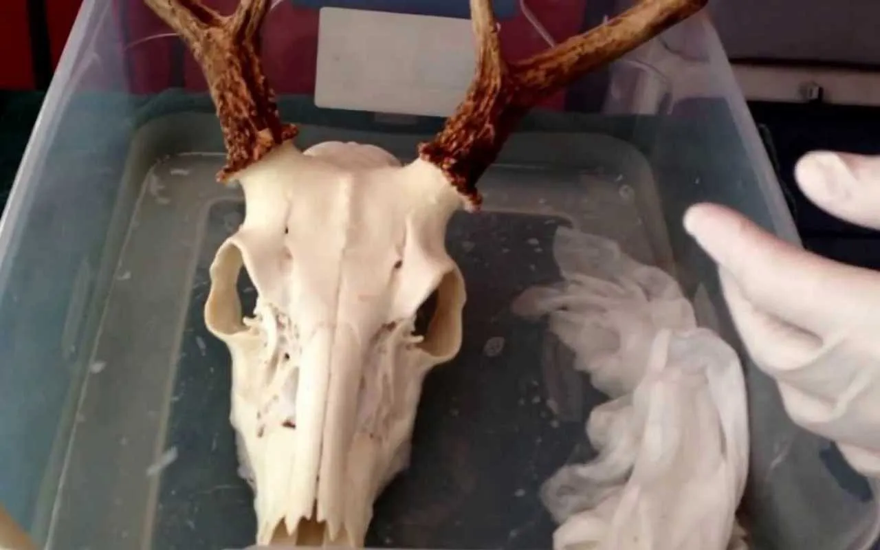 32433 deer skull after whitening