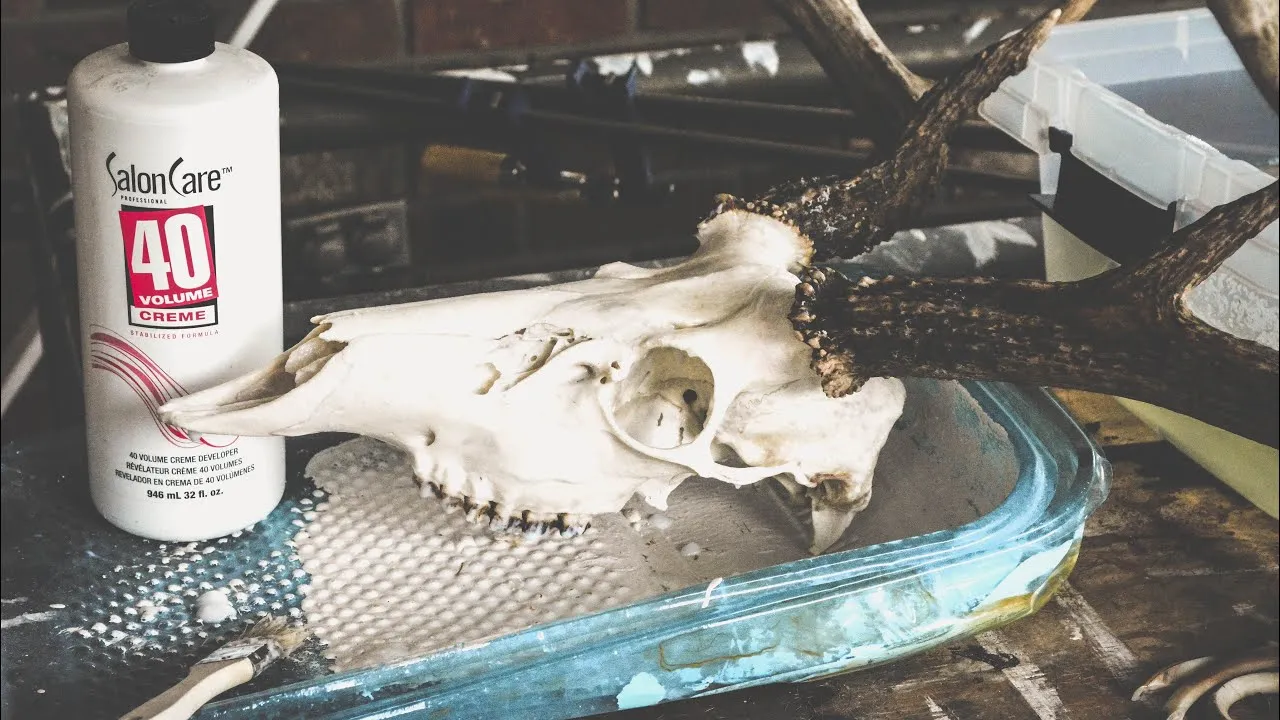 32433 deer skull cleaning