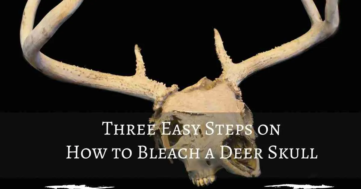 32433 deer skull degreasing
