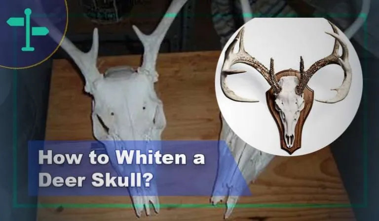 /img/32433-deer-skull-sealing.webp