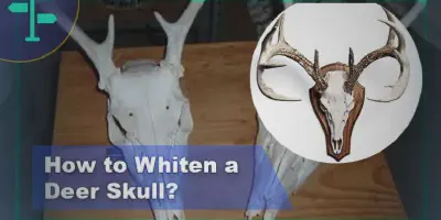 /img/32433-deer-skull-sealing.webp